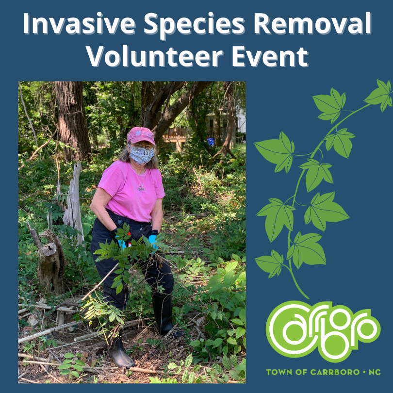 Invasive Species Volunteer Flyer (Instagram Post (Square))