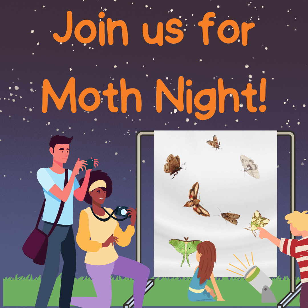Moth Night