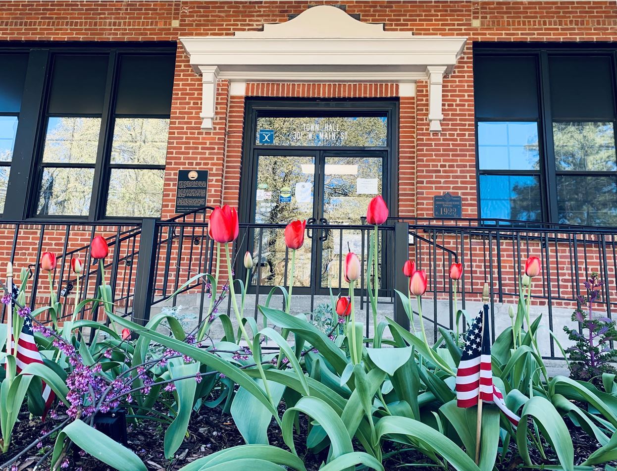 Town Hall and tulips